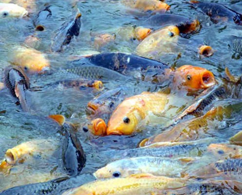 淮陽龍湖鯉魚